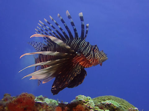 Lionfish - Pterois volitans  Geotagged,Lionfish,Mozambique,Ponta do Ouro,Pterois volitans,Red lionfish,Summer
