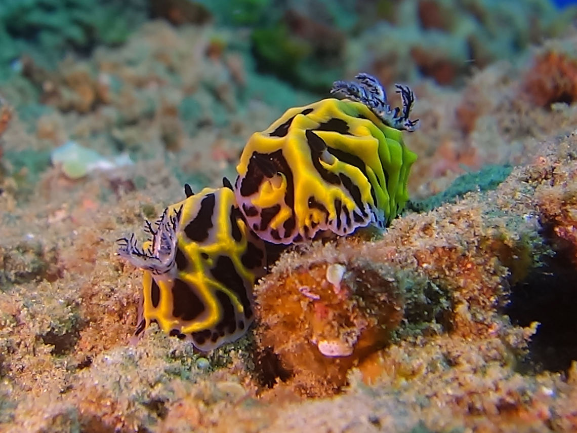 Nudibranch loves 69 This is a pair of Nudibranch, Halgerda wasinensis mating.  Their mating position is side-by-side as their genitalia is located on the right side of its body.<br />
Nudibranchs are hermaphrodites, meaning that they carry both male and female reproductive organs. Moreover, when they mate, they can perform the male role of donating sperm and the female role of receiving sperm at the same time. This process involves two penises and two vagina-like organs, and sperm transmission effectively happens simultaneously during the encounter. Geotagged,Halgerda wasinensis,Mozambique,Nudibranch,Ponta do Ouro,Summer