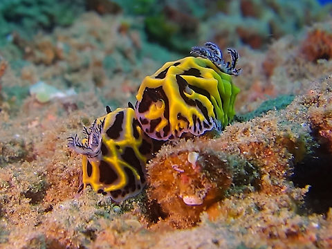 Nudibranch loves 69 This is a pair of Nudibranch, Halgerda wasinensis mating.  Their mating position is side-by-side as their genitalia is located on the right side of its body.
Nudibranchs are hermaphrodites, meaning that they carry both male and female reproductive organs. Moreover, when they mate, they can perform the male role of donating sperm and the female role of receiving sperm at the same time. This process involves two penises and two vagina-like organs, and sperm transmission effectively happens simultaneously during the encounter. Geotagged,Halgerda wasinensis,Mozambique,Nudibranch,Ponta do Ouro,Summer