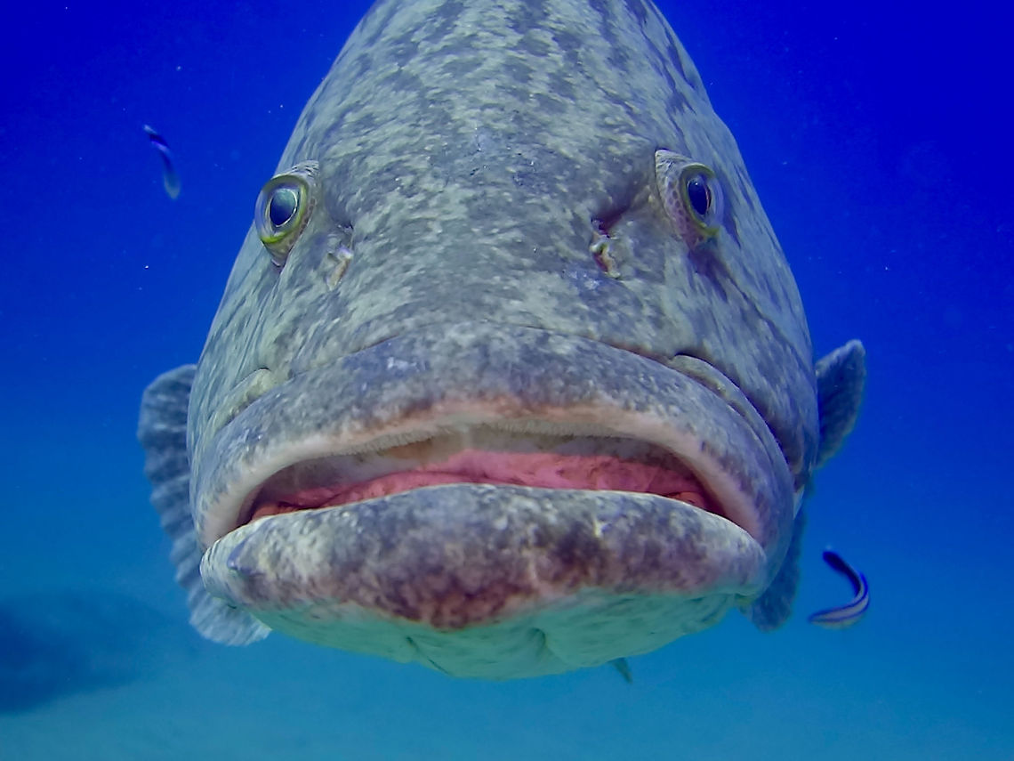 Giant Grouper/Potata Bass Giant Grouper/Potato Bass - Epinephelus tukula are huge in size, this one was around 1.5 meters and are not afraid of divers.  They hang around us during our dives and it seems like they were curious with what we were doing :D Epinephelus tukula,Geotagged,Mozambique,Ponta do Ouro,Potato cod,Summer