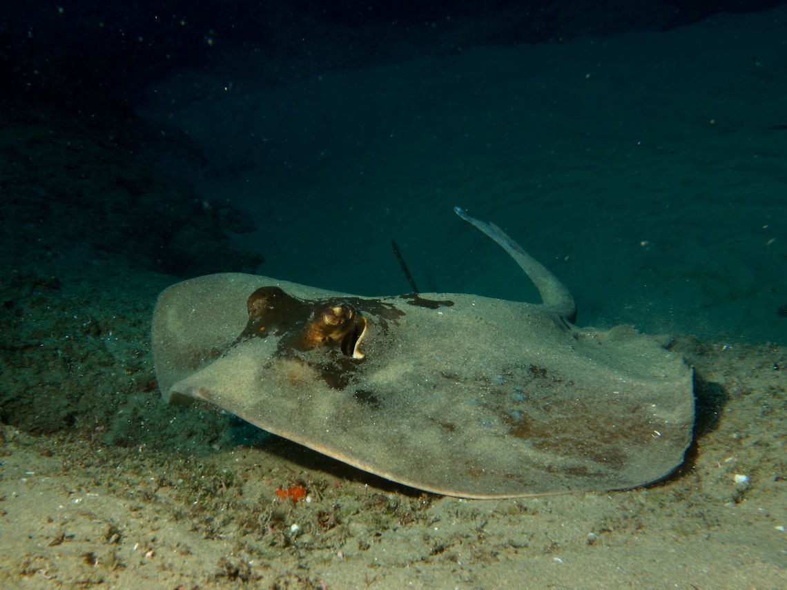 Blue Spotted Stingray - Neotrygon kuhlii This Blue Spotted Stingray - Neotrygon kuhlii has venomous spines on its tail.<br />
Although not aggressive but they will flick the spine on their tail to defend themselves if provoked. Bluespotted stingray,Geotagged,Mozambique,Neotrygon kuhlii,Ponta do Ouro,Stingray,Summer