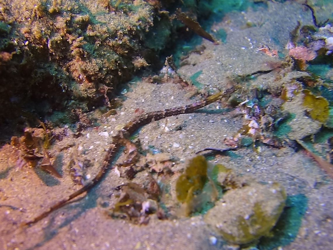 Brown Banded Pipefish - Halicampus zavorensis This Brown Banded Pipefish -  Halicampus zavorensis is a long slender pipefish, around 30 cm.<br />
Pipefishes belongs to the same family as Seahorses -  Syngnathidae. Brown Banded Pipefish,Geotagged,Halicampus zavorensis,Mozambique,Pipefish,Ponta do Ouro,Summer