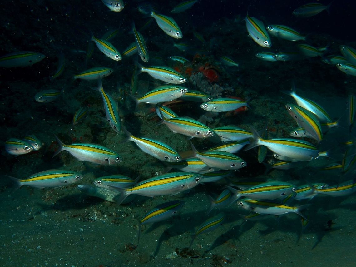 Fish This looks similar to the Yellowstripe Scad - Selaroides leptolepis but it has the black stripe along the yellowstripe, so not sure if its the same species. Or it could be a Fusilier. Caesio striata,Fish,Geotagged,Mozambique,Ponta do Ouro,Striated Fusilier,Summer