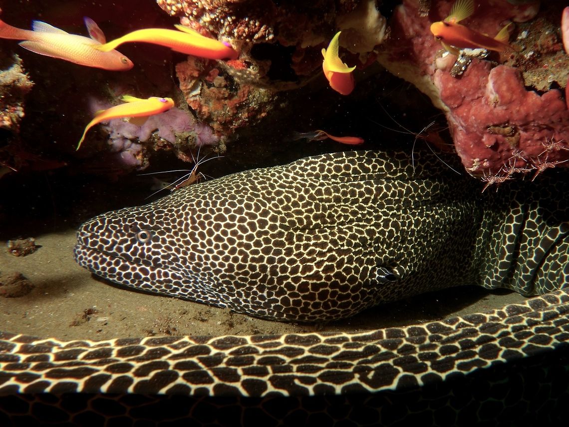 Laced or Honeycomb Moray Eel - Gymnothorax favagineus This Honeycomb Moray Eel can grow up to 3 meters length, a very impressive Moray.<br />
They are mostly white to yellow in colour with black spots all over the body.<br />
<br />
 Geotagged,Gymnothorax favagineus,Laced moray,Mozambique,Ponta do Ouro,Summer