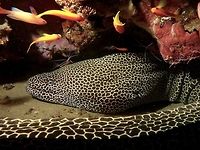 Laced or Honeycomb Moray Eel - Gymnothorax favagineus This Honeycomb Moray Eel can grow up to 3 meters length, a very impressive Moray.<br />
They are mostly white to yellow in colour with black spots all over the body.<br />
<br />
 Geotagged,Gymnothorax favagineus,Laced moray,Mozambique,Ponta do Ouro,Summer