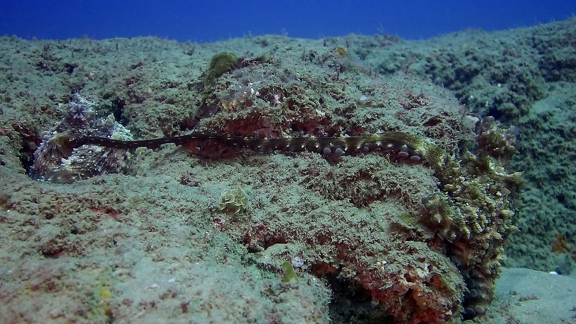 Long Arm to deliver the package This is a pair of Day Octopus - Octopus cyanea.<br />
They were courting and mating, an interesting behaviour to watch.  In the above picture, the Male is on the right and the female is hiding in her den on the left.  Octopus are very good at camouflage and they can change their colour and apperance to blend in perfectly with their surroundings.<br />
<br />
When mating, the Male uses his  specialized sex arm to reach the female&#039;s mantle to deliver his sperm packet which she stores to fertilises her eggs.  Part of the reason for this &#039;distant&#039; copulation was Octopus has been known for sexual cannibalism, meaning the Female may eat the Male after he has done his job.<br />
 Big Blue Octopus,Geotagged,Mozambique,Octopus cyanea,Ponta do Ouro,Summer