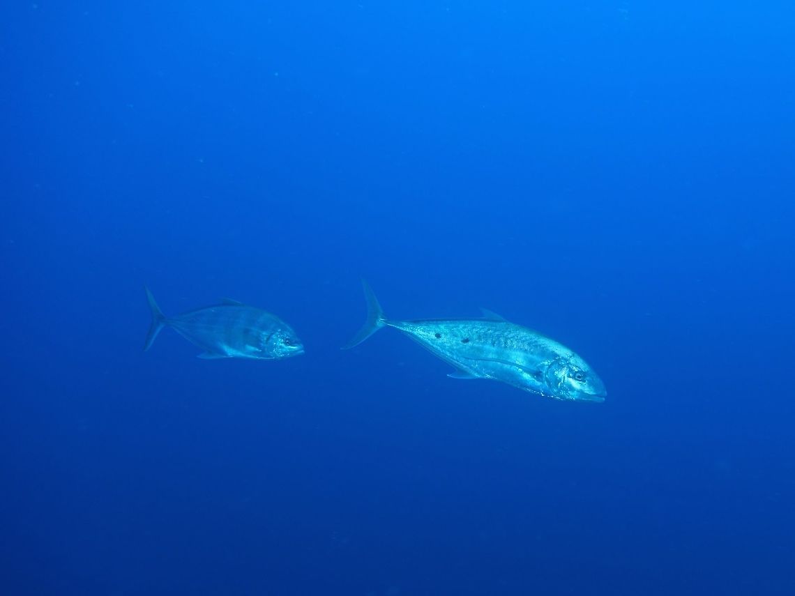 Gold-Spotted or Yellow-Spotted Trevally - Hypolimnas misippus Silvery with many small golden or brassy spots, often 5 faint darkish on side.<br />
Large adults have 3 or 4 dark blotches along middle of side.<br />
Can grow up to 1.3 meters length. Carangoides fulvoguttatus,Geotagged,Mozambique,Summer,Yellowspotted trevally