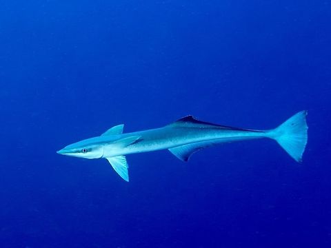 Sharksucker -  Echeneis naucrates Sharksucker and is known to attach itself temporarily by its modified dorsal fin used as a sucking disc to various hosts, such as sharks, rays, large bony fishes, sea turtles, whales, dolphins, ships, and even sometimes scubadivers Echeneis naucrates,Geotagged,Live sharksucker,Mozambique,Ponta do Ouro,Summer