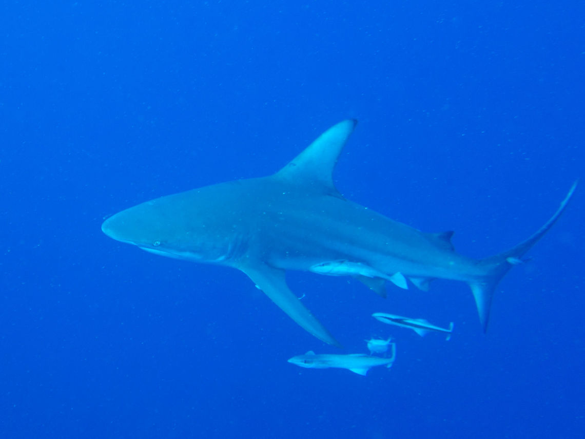 Oceanic Black Tip Shark This Oceanic Black Tip Shark - Carcharhinus limbatus swam around us during our safety stop during a dive in Mozambique. Blacktip shark,Carcharhinus limbatus,Geotagged,Mozambique,Summer