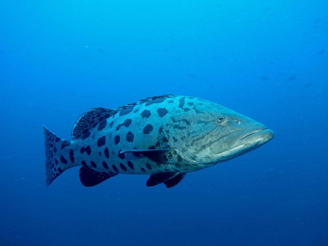 Potato Grouper - Epinephelus tukula Huge; pale grayish with large round to ovate dark gray or blackish blotches on body.<br />
Dark gray bands and blotches on head; spoke-like markings radiating from eye.<br />
 Epinephelus tukula,Geotagged,Mozambique,Potato cod,Summer