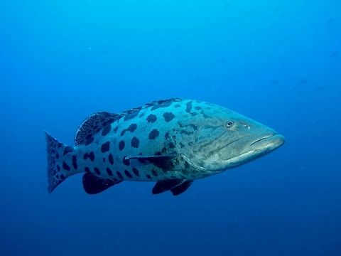 Potato Grouper - Epinephelus tukula Huge; pale grayish with large round to ovate dark gray or blackish blotches on body.
Dark gray bands and blotches on head; spoke-like markings radiating from eye.
 Epinephelus tukula,Geotagged,Mozambique,Potato cod,Summer