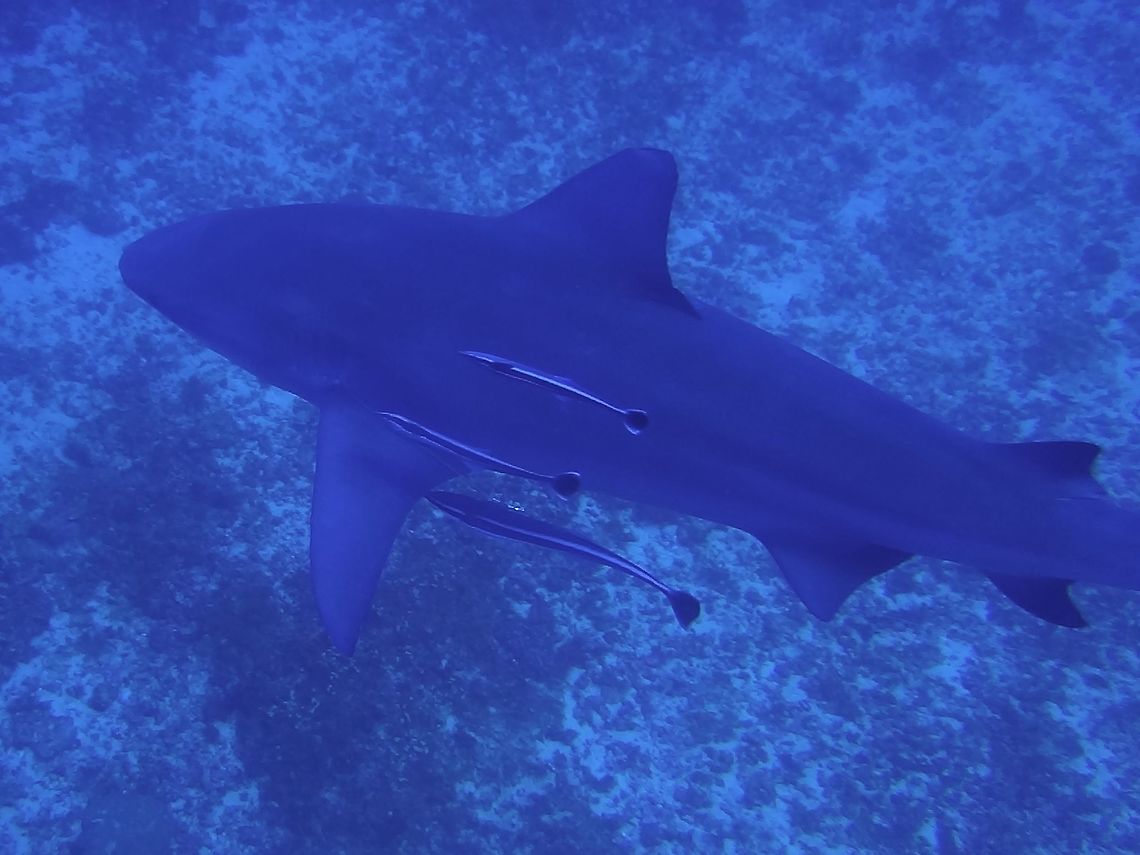 Zambezi Shark Bull Sharks - Carcharhinus leucas are known as Zambezi Sharks in Africa.  They got the name of Zambezi Shark probably because they have been found in the Zambezi river.<br />
They are known to be able to survives in fresh water and also known swim up river to give birth.<br />
<br />
I have dive with many Bull Sharks during Sharks feeding dives in Fiji where it was possible to see them up close and personal.  However, in Mozambique, we encountered them in their natural habitat and this was a bit scary.  First of all, we see them in the deep waters around 40-45 meters depth, which means we don't have much bottom time and at this depth, we had to be careful of our ascent rate should something unexpected happens.  Our dive guides are very experienced with Sharks dives and gave me the assurance that they are looking out for me during the dives.  On the contrary of most people, especially non-divers, that Sharks are ferocious animals, this is not the case.  This big Sharks can be shy and cautious of divers and when they 'hear' the noise of exhalation, they quickly turn away.  So, to get closer shots of them, I had to hold my breath each time I see them swimming towards me and each time I exhaled, the Sharks will scutter away!<br />
 Bull shark,Carcharhinus leucas,Geotagged,Ponta do Ouro,South Africa,Summer,Zambezi Shark