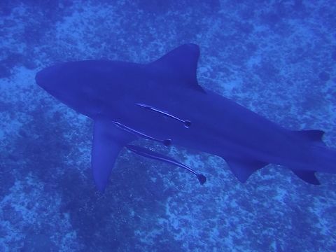 Zambezi Shark Bull Sharks - Carcharhinus leucas are known as Zambezi Sharks in Africa.  They got the name of Zambezi Shark probably because they have been found in the Zambezi river.
They are known to be able to survives in fresh water and also known swim up river to give birth.

I have dive with many Bull Sharks during Sharks feeding dives in Fiji where it was possible to see them up close and personal.  However, in Mozambique, we encountered them in their natural habitat and this was a bit scary.  First of all, we see them in the deep waters around 40-45 meters depth, which means we don't have much bottom time and at this depth, we had to be careful of our ascent rate should something unexpected happens.  Our dive guides are very experienced with Sharks dives and gave me the assurance that they are looking out for me during the dives.  On the contrary of most people, especially non-divers, that Sharks are ferocious animals, this is not the case.  This big Sharks can be shy and cautious of divers and when they 'hear' the noise of exhalation, they quickly turn away.  So, to get closer shots of them, I had to hold my breath each time I see them swimming towards me and each time I exhaled, the Sharks will scutter away!
 Bull shark,Carcharhinus leucas,Geotagged,Ponta do Ouro,South Africa,Summer,Zambezi Shark