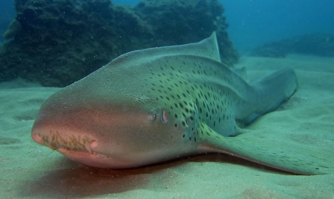 Zebra Shark - Stegostoma fasciatum The name Zebra Shark can be misleading to the look of this Shark as it looks more like a Leopard than a Zebra.  However, the name Zebra Shark derives from the look of the Juvenile phase when they have stripes rather than spots.<br />
<br />
We saw this huge Zebra Shark resting on the sandy bottom immediately upon descending into our dive.  She let us get very close to her and we were able to spend some time taking close-up pictures of her.<br />
<br />
They have very small eyes and despite their size, they have small mouth and teeth which they use to search the sandy bottom for shell molluscs and crustaceans as that's their main diet.<br />
<br />
Zebra Sharks are  oviparous, with females laying large egg capsules measuring 17 cm long, 8 cm wide, and 5 cm thick. The egg case is dark brown to purple in color, and has hair-like fibers along the sides that secure it to the substrate. The adhesive fibers emerge first from the female's vent; the female circles vertical structures such as reef outcroppings to entangle the fibers, so as to anchor the eggs. Females have been documented laying up to 46 eggs over a 112-day period. Geotagged,Mozambique,Stegostoma fasciatum,Stegostoma tigrinum,Summer,Zebra shark