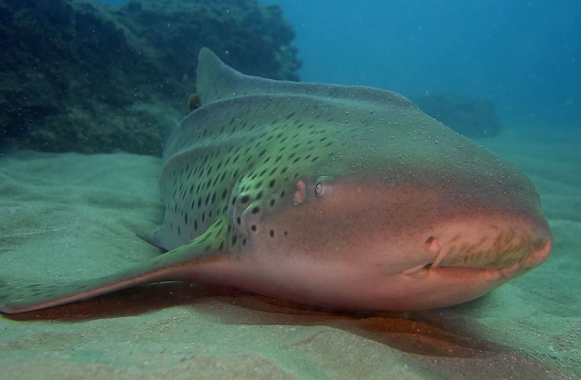Zebra Shark - Stegostoma fasciatum  Geotagged,Mozambique,Ponta do Ouro,Stegostoma fasciatum,Stegostoma tigrinum,Summer,Zebra shark