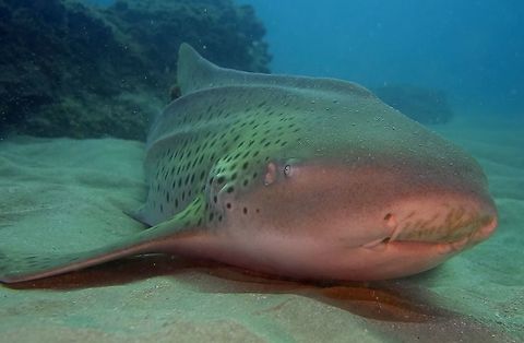 Zebra Shark - Stegostoma fasciatum  Geotagged,Mozambique,Ponta do Ouro,Stegostoma fasciatum,Stegostoma tigrinum,Summer,Zebra shark