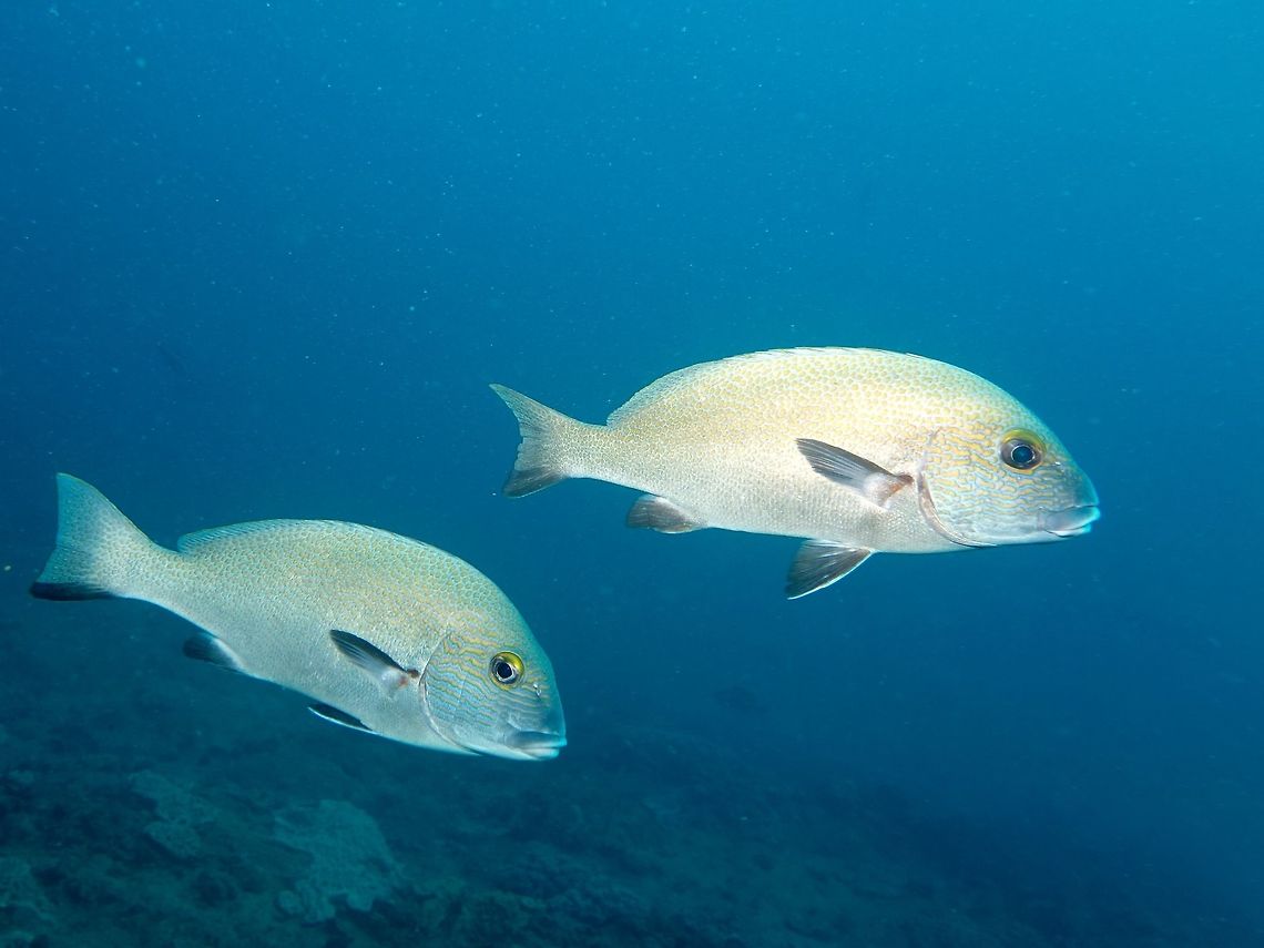 Many-Lined Sweetlips - Plectorhinchus multivittatum Referring to Tropical Pacific Fishes book, this looks like a Many-Lined Sweetlips - Plectorhinchus multivittatum.<br />
<br />
However, google search on Plectorhinchus multivittatum will show mostly Oriental Sweetlips and Ribbon Sweetlips for the reasons both this 2 Swetlips also have many-lines. Geotagged,Many-Lined Sweetlips,Many-lined Sweetlips,Mozambique,Plectorhinchus multivittatum,Ponta do Ouro,Summer,Sweetlips