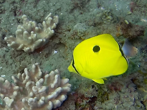 Yellow Teardrop butterflyfish