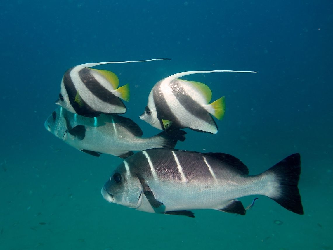 Bannerfish - Heniochus diphreutes Two pair of fishes here, this Spotting is on the smaller fish, called Bannerfish - Heniochus diphreutes. Geotagged,Heniochus diphreutes,Mozambique,Ponta do Ouro,Schooling bannerfish,Summer