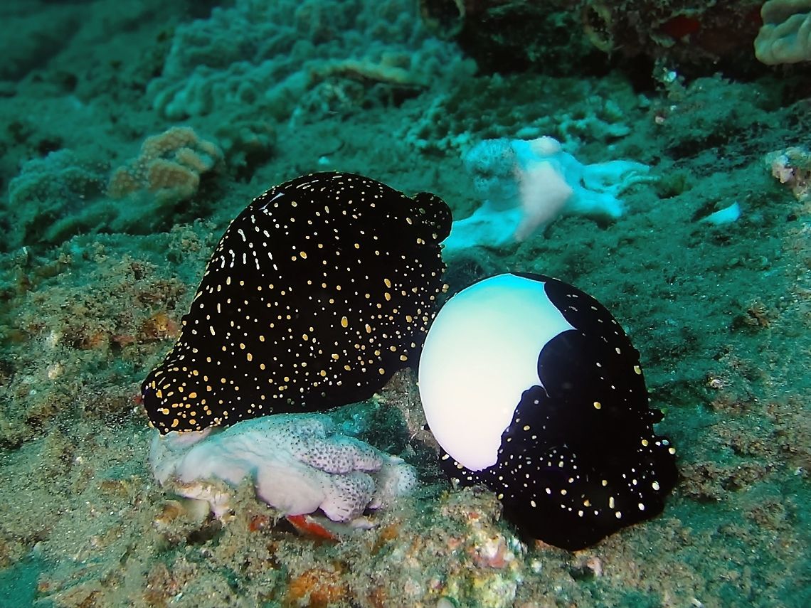 Common Egg Cowries A pair of Egg Cowries - Heniochus diphreutes.<br />
They have smooth and shiny shells and black coloured mantel and in this pictures, with yellow spots on the black mantel. Common Egg Cowrie,Geotagged,Mozambique,Ovula ovum,Ponta do Ouro,Summer
