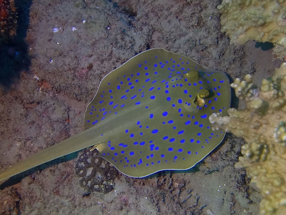 Bluespotted Ribbontail Stingray - Taeniura lymma  Geotagged,Mozambique,Ponta do Ouro,Summer,Taeniura lymma,bluespotted ribbontail ray