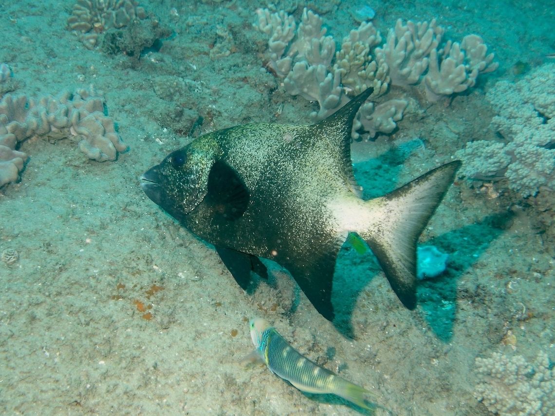 Natal Knifejaw - Oplegnathus robinsoni  Fish,Geotagged,Mozambique,Natal Knifejaw,Oplegnathus robinsoni,Ponta do Ouro,Summer