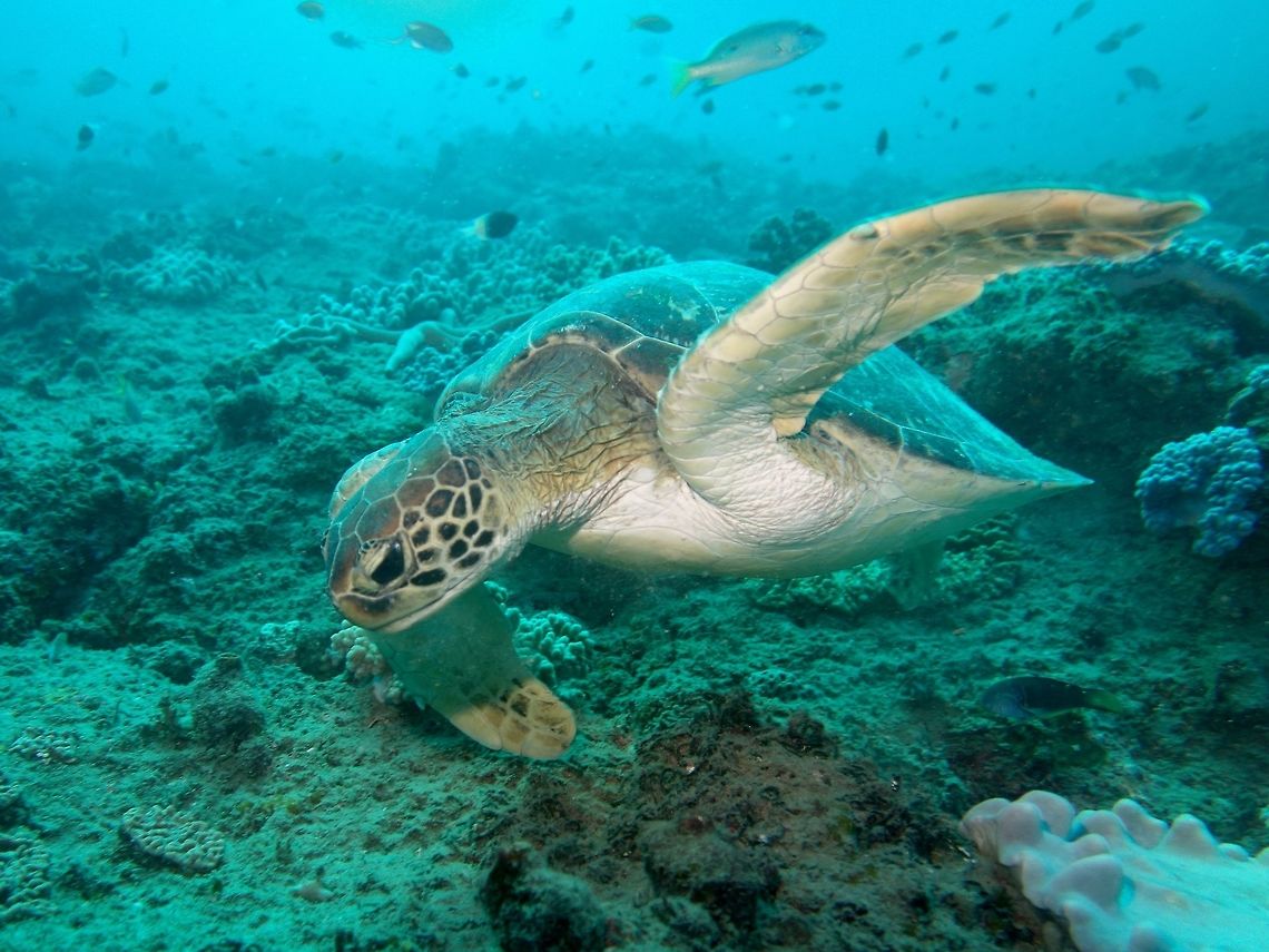 Green Sea Turtle - Chelonia mydas  Chelonia mydas,Geotagged,Green Turtle,Green sea turtle,Mozambique,Ponta do Ouro,Summer,Turtle