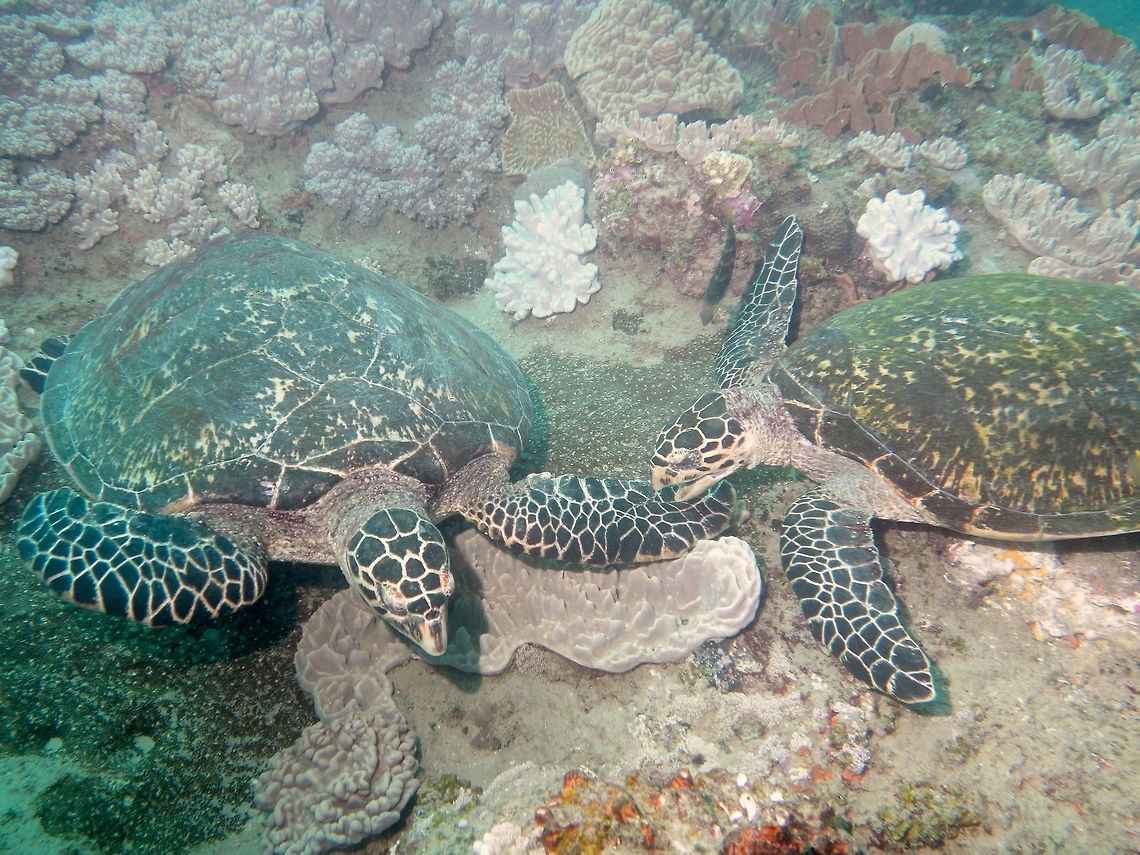 T&ecirc;te-&agrave;-T&ecirc;te This 2 Hawksbill Turtles - Eretmochelys imbricata seems to be having some interesting exchanges when we encountered them. Eretmochelys imbricata,Geotagged,Hawksbill sea turtle,Mozambique,Ponta do Ouro,Summer