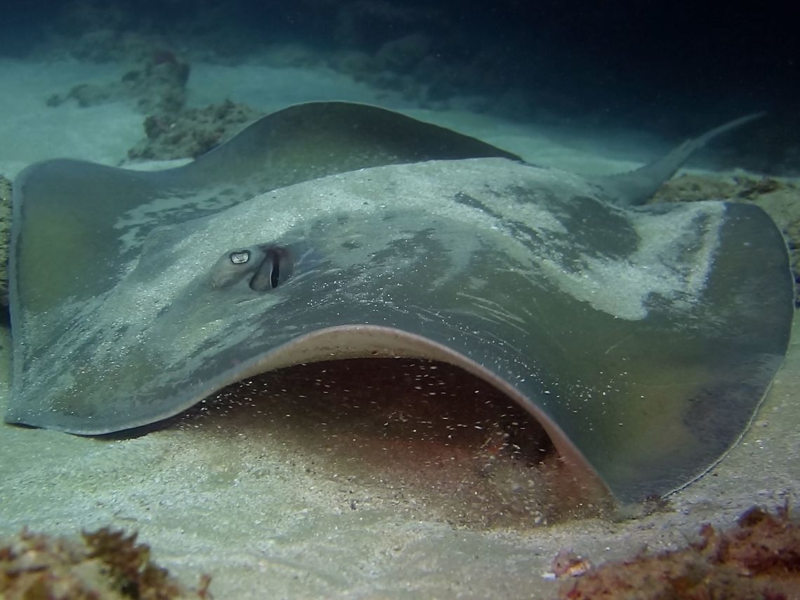 Jenkin's Whipray - Himantura jenkinsii This was quite a large sized Jenkin's Whipray, around 1.5 meter wide.<br />
It was partially covered by sand when we first saw it and when I got closer for this shot, it decided that it has been spotted and swam away. Fish,Geotagged,Himantura jenkinsii,Jenkins' Whipray,Mozambique,Ponta do Ouro,Stingray,Summer
