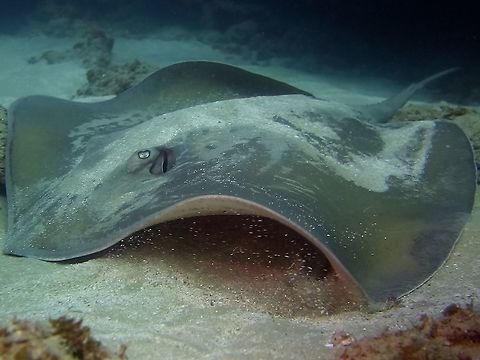 Jenkin's Whipray - Himantura jenkinsii This was quite a large sized Jenkin's Whipray, around 1.5 meter wide.
It was partially covered by sand when we first saw it and when I got closer for this shot, it decided that it has been spotted and swam away. Fish,Geotagged,Himantura jenkinsii,Jenkins' Whipray,Mozambique,Ponta do Ouro,Stingray,Summer