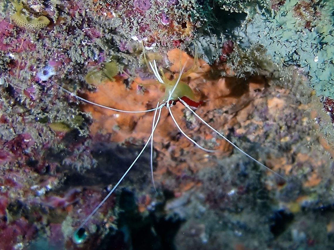 Cleaner Shrimp - Lysmata amboinensis This Cleaner Shrimps usually helps other fishes especially Moray Eels to clean their mouth of parasites.<br />
In the picture, you can see &#039;two white legs&#039; that it will use to pick on the teeth or in the mouth of Moray Eels for scraps of food and parasites.<br />
<br />
You can see a picture of this Cleaner Shrimp on a Moray Eel in this picture :<br />
<br />
<figure class="photo"><a href="https://www.jungledragon.com/image/45638/laced_or_honeycomb_moray_eel_-_gymnothorax_favagineus.html" title="Laced or Honeycomb Moray Eel - Gymnothorax favagineus"><img src="https://s3.amazonaws.com/media.jungledragon.com/images/2994/45638_thumb.jpg?AWSAccessKeyId=05GMT0V3GWVNE7GGM1R2&Expires=1759968010&Signature=%2FyKhp78faxOvdwofhCek69sjYw8%3D" width="200" height="150" alt="Laced or Honeycomb Moray Eel - Gymnothorax favagineus This Honeycomb Moray Eel can grow up to 3 meters length, a very impressive Moray.<br />
They are mostly white to yellow in colour with black spots all over the body.<br />
<br />
 Geotagged,Gymnothorax favagineus,Laced moray,Mozambique,Ponta do Ouro,Summer" /></a></figure><br />
<br />
Sometimes, scuba divers can also try the &#039;dental&#039; experience by allowing this Cleaner Shrimps to &#039;clean&#039; their mouth.<br />
Check out this video of me getting that experience many years ago :D<br />
<br />
<section class="video"><iframe width="448" height="282" src="https://www.youtube-nocookie.com/embed/4BaN7tub9mE?hd=1&autoplay=0&rel=0" frameborder="0" allowfullscreen></iframe></section><br />
 Geotagged,Lysmata amboinensis,Mozambique,Northern cleaner shrimp,Ponta do Ouro,Summer