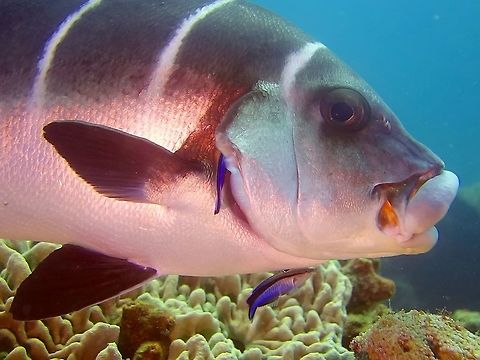 Getting cleaned! This White-Barred Sweetlips - Plectorinchus playfairi was getting cleaned by Bluestreak Cleaner Wrasses - Labroides dimidiatus.

When the Cleaner Wrasses approach them for 'cleaning' this bigger fishes, in this case the White-Barred Sweetlips will either open its mouth or gills to let the Cleaner Wrasse to have better access to their inner mouth where parasites can be found. Geotagged,Mozambique,Plectorhinchus playfairi,Ponta do Ouro,Summer,Sweetlips,White-Barred Sweetlips,Whitebarred Rubberlips