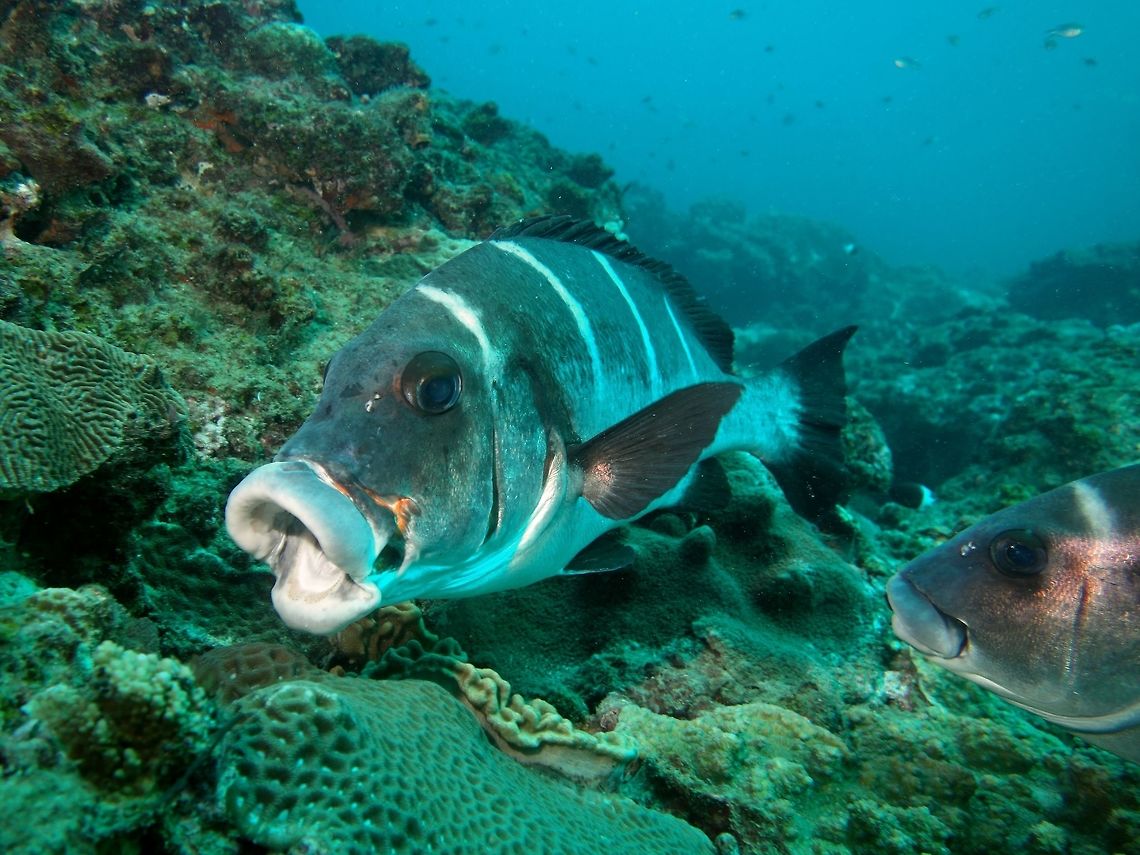 White-Barred Sweetlips - Plectorinchus playfairi This White-Barred Sweetlips - Plectorinchus playfairi has its mouth opened for the Cleaner Wrasse to do some cleaning. The Cleaner Wrasse is actually inside the mouth but not seen in the picture. Another Sweetlips is waiting for its turn to get the service. Geotagged,Mozambique,Plectorhinchus playfairi,Plectorinchus playfairi,Ponta do Ouro,Summer,Sweetlips,White-Barred Sweetlips,Whitebarred Rubberlips