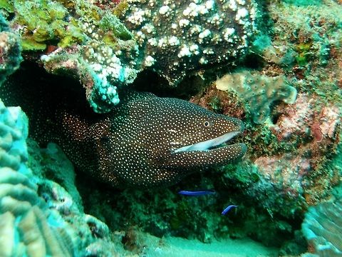 White-Mouth Moray Eel - Gymnothorax meleagris  Geotagged,Gymnothorax meleagris,Moray Eel,Mozambique,Ponta do Ouro,Summer,Turkey moray,White-Mouth Moray Eel