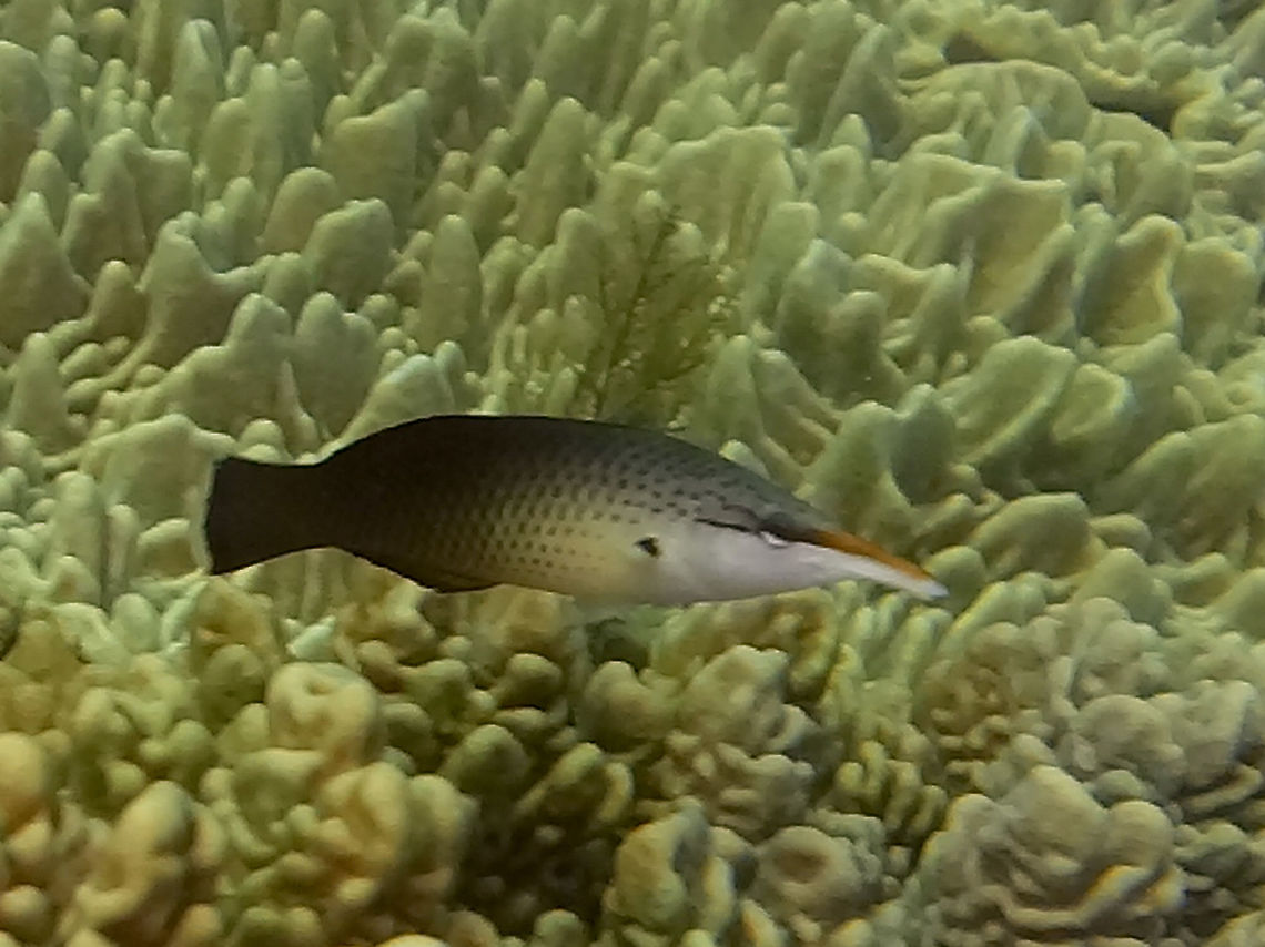 Bird Wrasse/Long Nose Wrasse - Gomphosus varius  Bird wrasse,Geotagged,Gomphosus varius,Mozambique,Ponta do Ouro,Summer