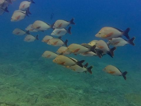 Humpback Red Snapper - Lutjanus gibbus This Humpback Red Snapper - lutjanus gibbus are usually found in a school. Geotagged,Humpback Red Snapper,Lutjanus gibbus,Mozambique,Ponta do Ouro,Snapper,Summer