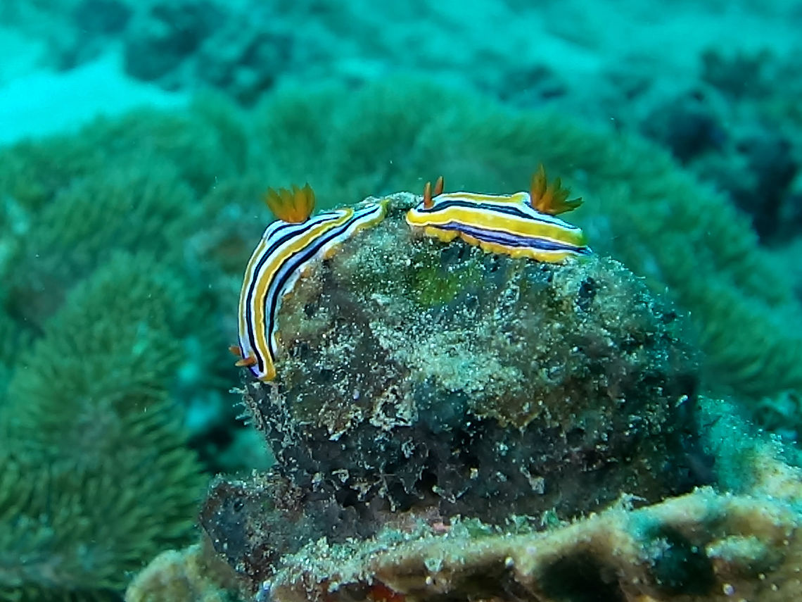 Hamilton's Chromodoris - Chromodoris hamiltoni  Chromodoris hamiltoni,Geotagged,Mozambique,Nudibranch,Ponta do Ouro,Summer
