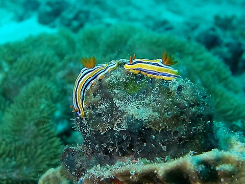 Chromodoris hamiltoni