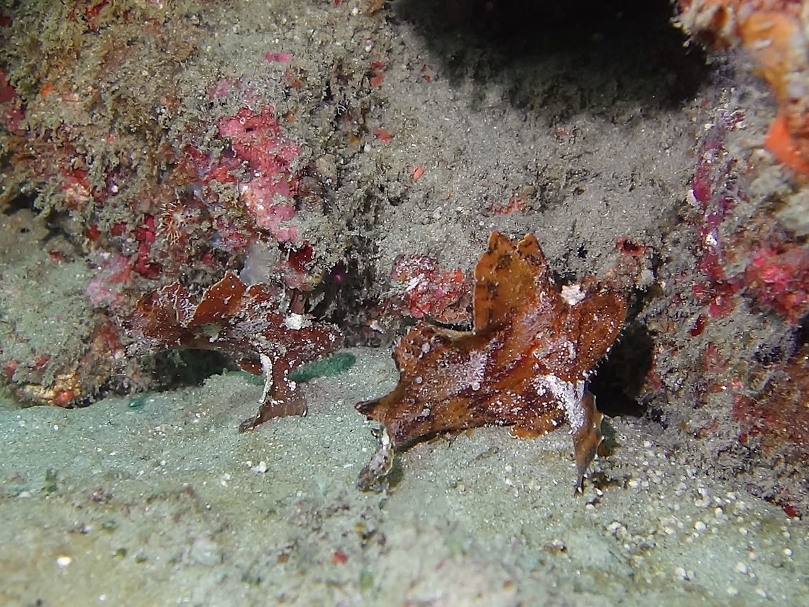 Leaf Scorpionfish - Taenianotus triacanthus This Leaf Scorpionfishes - Taenianotus triacanthus can be very well camouflaged with their surroundings.<br />
There are 2 of them in the picture, small in size, probably juveniles. Geotagged,Leaf scorpionfish,Mozambique,Ponta,Scorpionfish,Summer,Taenianotus triacanthus