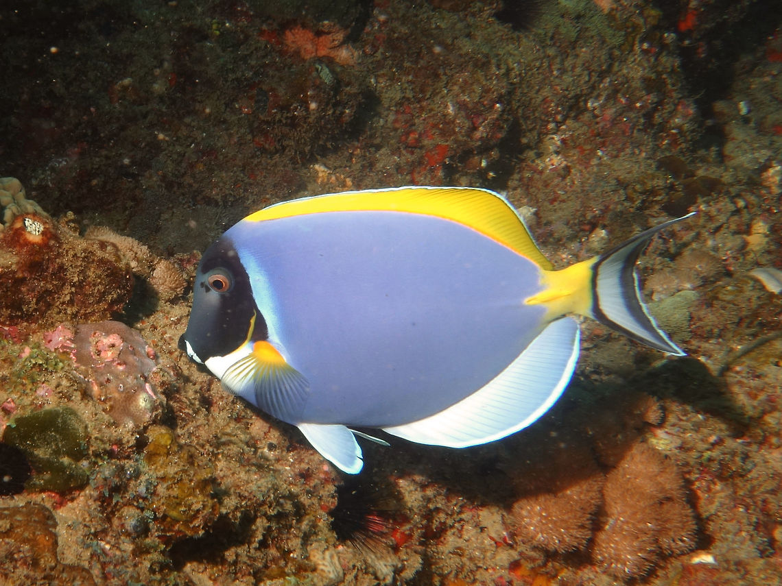 Powderblue Surgeonfish - Acanthurus leucosternon  Acanthurus leucosternon,Geotagged,Mozambique,Ponta do Ouro,Powderblue surgeonfish,Summer,Surgeonfish