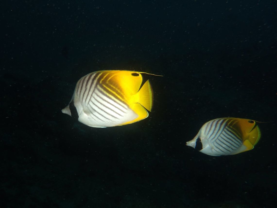 Threadfin Butterflyfish - Chaetodon auriga White with chevron pattern; rear body and tail yellow; spot on rear dorsal fin; dorsal fin usually trails a  thread-like fillament. Butteflyfish,Chaetodon auriga,Geotagged,Mozambique,Ponta do Ouro,Summer,Threadfin butterflyfish