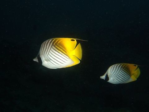 Threadfin Butterflyfish - Chaetodon auriga White with chevron pattern; rear body and tail yellow; spot on rear dorsal fin; dorsal fin usually trails a  thread-like fillament. Butteflyfish,Chaetodon auriga,Geotagged,Mozambique,Ponta do Ouro,Summer,Threadfin butterflyfish