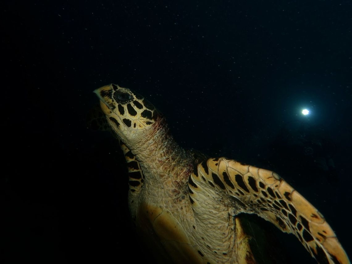 Full Moon Turtle Hawksbill Turtle - Eretmochelys imbricata during a late afternoon dive with a torch from a scuba diver in the background. Eretmochelys imbricata,Geotagged,Hawksbill sea turtle,Mozambique,Ponta do Ouro,Summer,Turtle
