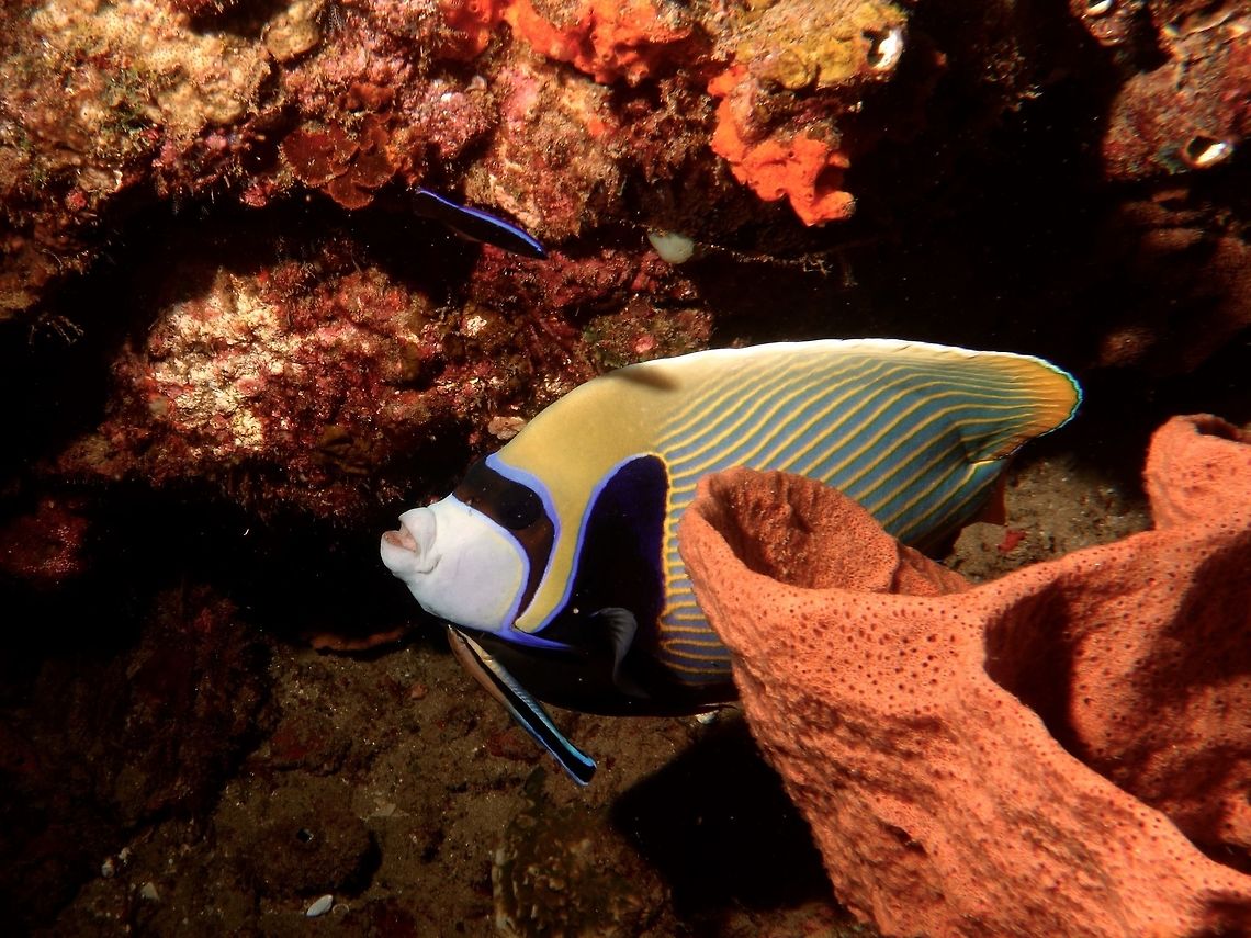 Getting cleaned! Emperor Angelfish - Pomacanthus imperator getting cleaned by Bluestreak Cleaner Wrasse Angelfish,Emperor angelfish,Geotagged,Mozambique,Pomacanthus imperator,Ponta do Ouro,Summer