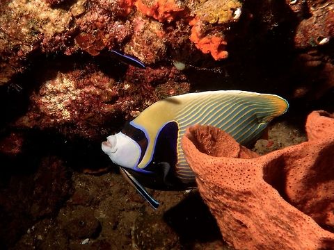 Getting cleaned! Emperor Angelfish - Pomacanthus imperator getting cleaned by Bluestreak Cleaner Wrasse Angelfish,Emperor angelfish,Geotagged,Mozambique,Pomacanthus imperator,Ponta do Ouro,Summer