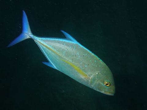 Bluefin Trevally - Caranx melampygus Bluefin Trevally - Caranx melampygus, also called Jacks has silvery irisdescent blue to green with dense spottings on upper two-thirds of body.
Blue to blueish fins. Bluefin trevally,Caranx melampygus,Geotagged,Jacks,Mozambique,Ponta do Ouro,Summer