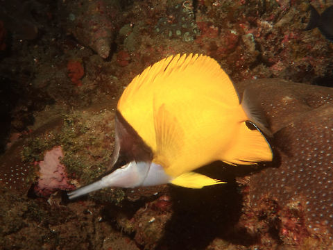 Forceps Butterflyfish - Forcipiger flavissimus  Butterflyfish,Forceps Butterflyfish,Forcipiger flavissimus,Geotagged,Mozambique,Ponta do Ouro,Summer,Yellow longnose butterflyfish