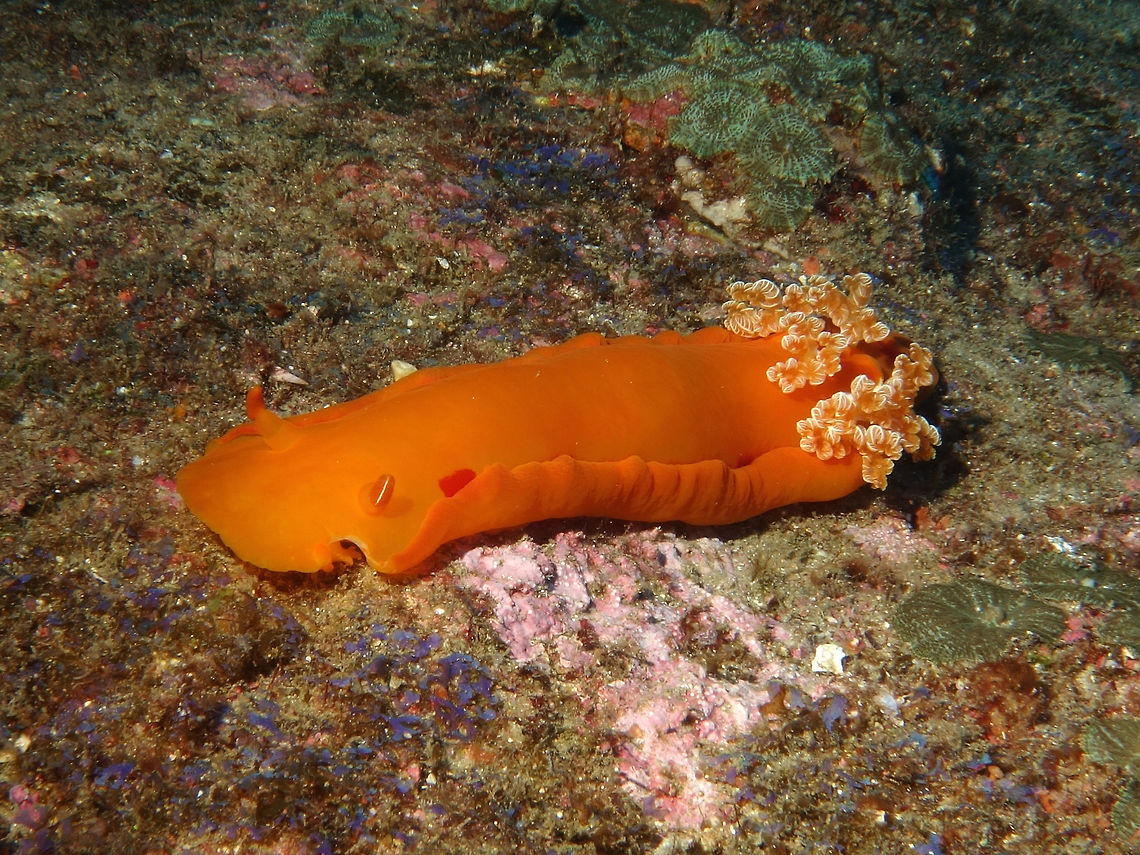 Spanish Dancer - Hexabranchus sanguineus This was the same Spanish Dancer when crawling on the sea bottom.<br />
<br />
Picture of the swimming Spanish Dancer can be seen here :<br />
<br />
<figure class="photo"><a href="https://www.jungledragon.com/image/45626/spanish_dancer.html" title="Spanish Dancer"><img src="https://s3.amazonaws.com/media.jungledragon.com/images/2994/45626_thumb.jpg?AWSAccessKeyId=05GMT0V3GWVNE7GGM1R2&Expires=1759968010&Signature=Qi6L5fmfbf1ySHsVSsEpokQpYNY%3D" width="200" height="150" alt="Spanish Dancer This Spanish Dancer - Hexabranchus sanguineus is a very large Nudibranch, around 30 cm.<br />
Usually, Nudibranch are slow crawlers on the sea bottom but when disturbed they can swim in the water column and when do that, the mantle opens up making it look like the skirt of flamenco dancer, hence its name.<br />
<br />
A video of a similar Spanish Dancer swimming can be seen in this video of me with a Spanish Dancer in Philippines :<br />
<br />
https://www.youtube.com/watch?v=chfHWj7XkRk<br />
<br />
<br />
This was seen in very deep waters of around 40 meters during a dive in Mozambique. Geotagged,Hexabranchus sanguineus,Ponta do Ouro,South Africa,Spanish dancer,Summer" /></a></figure> Geotagged,Hexabranchus sanguineus,Mozambique,Nudibranch,Ponta do Ouro,Spanish dancer,Summer
