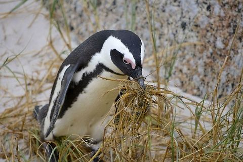 African Penguin - Spheniscus demersus African Penguin - Spheniscus demersus, also known as Jackass Penguin for the noise they make. African Penguin,Cape Town,Fall,Geotagged,Penguin,South Africa,Spheniscus demersus