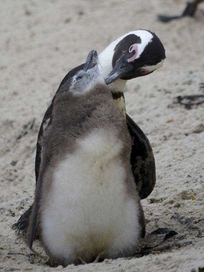 Pruning the Baby African Penguin - Spheniscus demersus is a protected Bird in this small area in Cape Town that has become their sanctuary. African Penguin,Cape Town,Fall,Geotagged,Penguin,South Africa,Spheniscus demersus